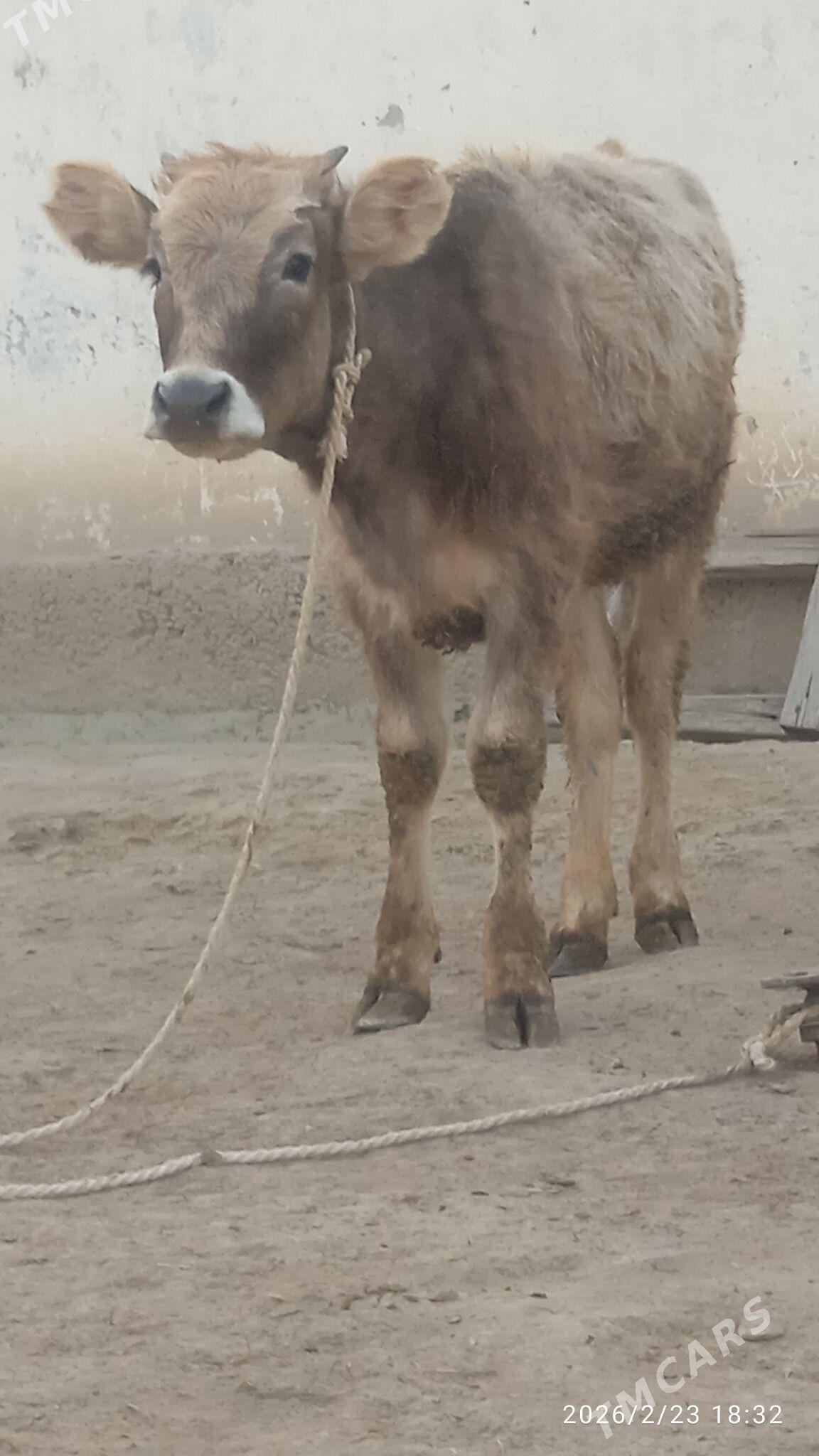 söweş tüwe - Büzmeýin - img 1