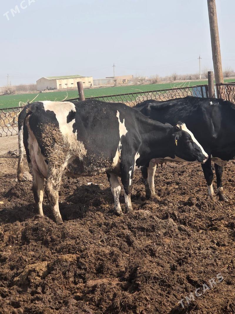 Сыгыр - Чарджоу - img 1