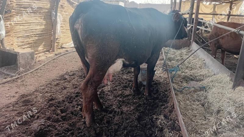 шветт инек - Çärjew - img 1