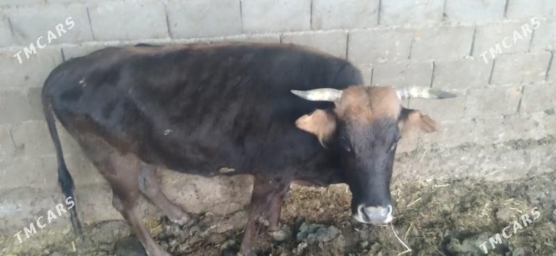 sygyr - Гёкдепе - img 1