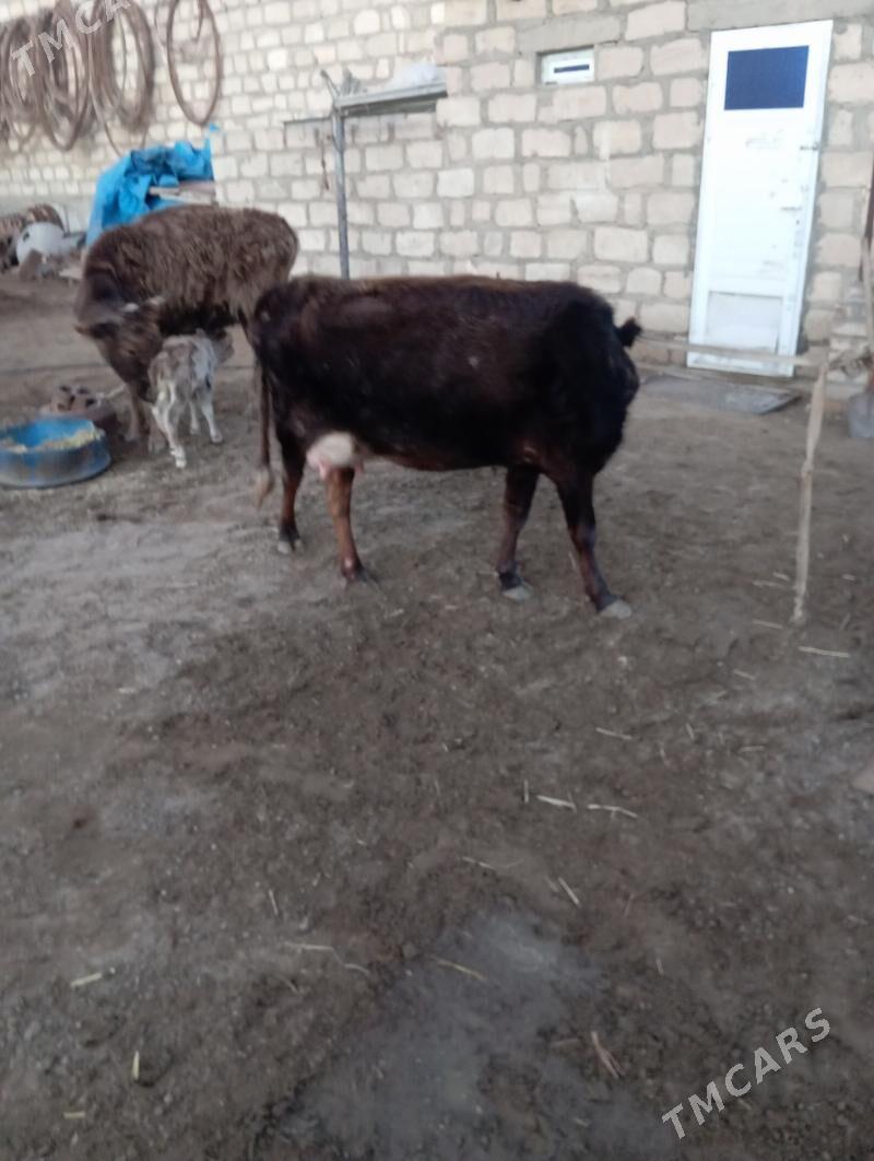 sygyr - Гумдаг - img 1