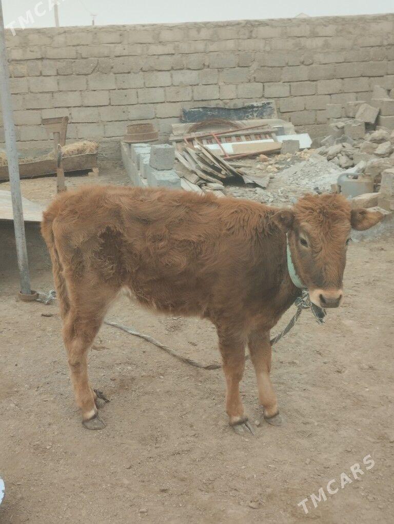 Gaçar - Gumdag - img 1