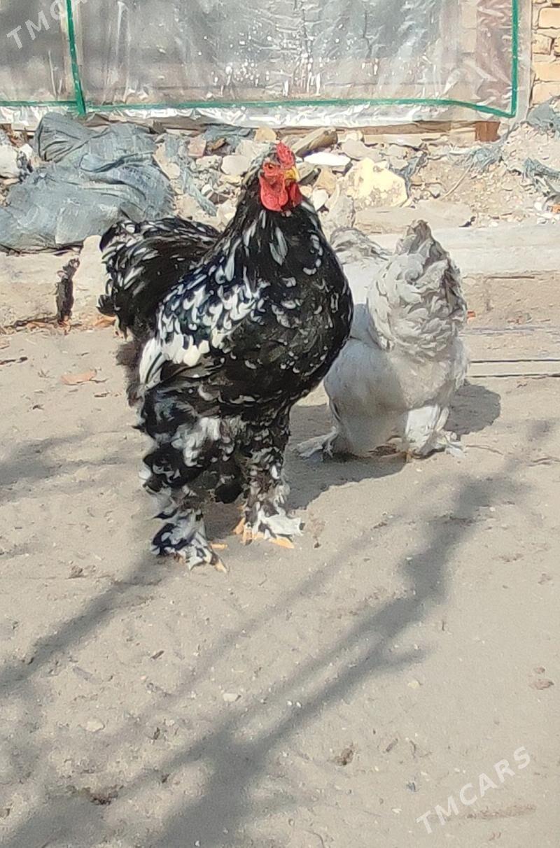 Mramor brama horaz - Türkmenabat - img 1