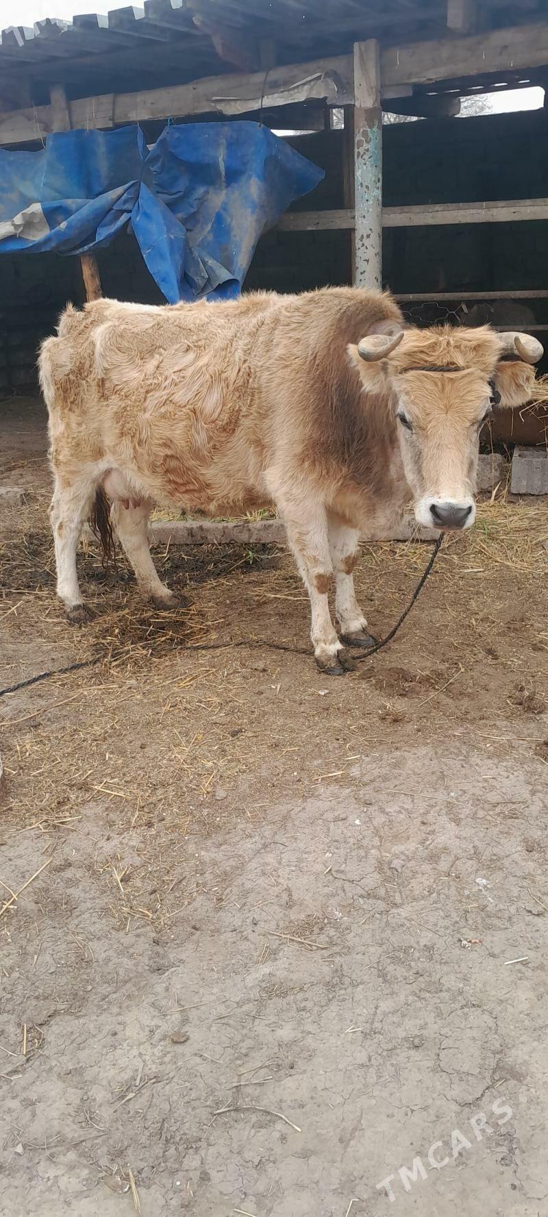 Sygyr bogaz - Ашхабад - img 1