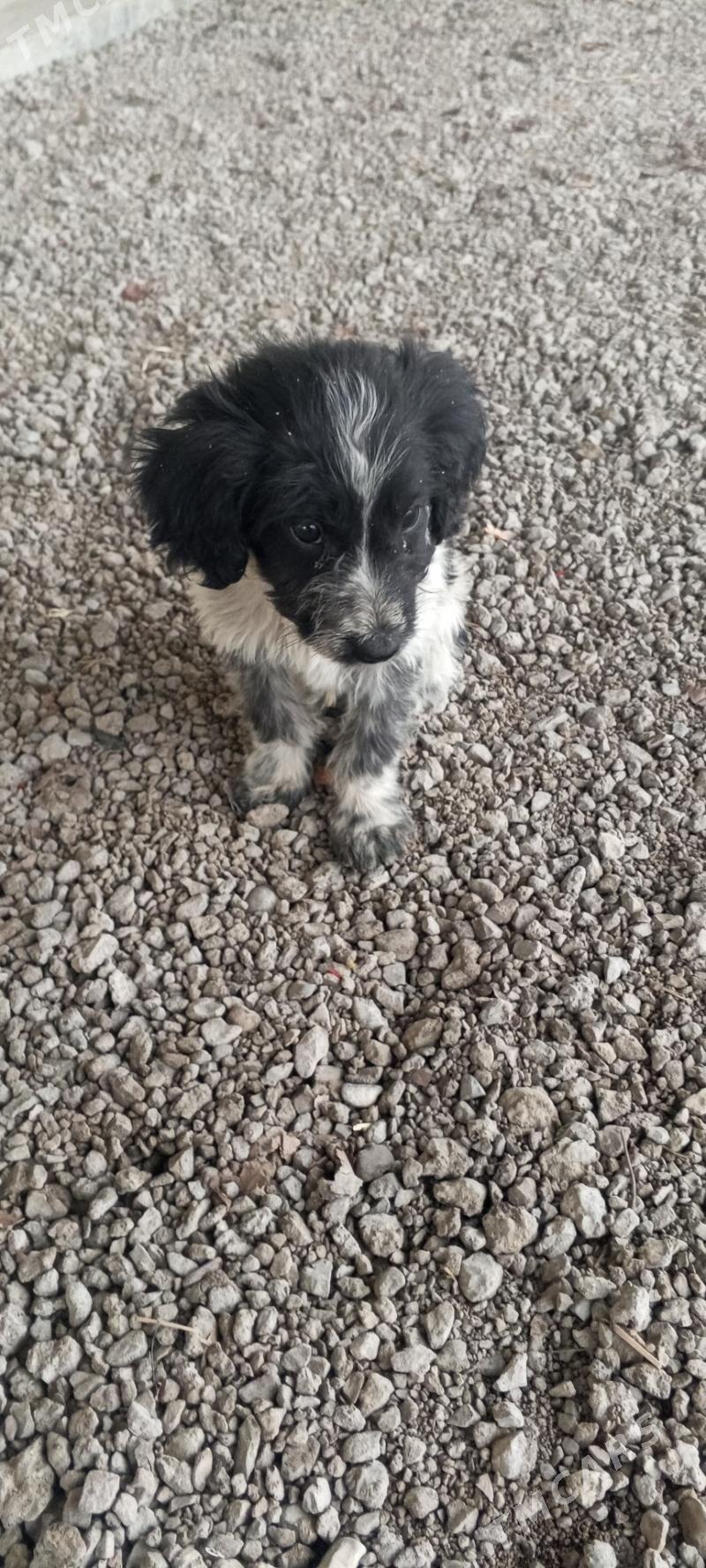 Spanie awcy it - Багир - img 1