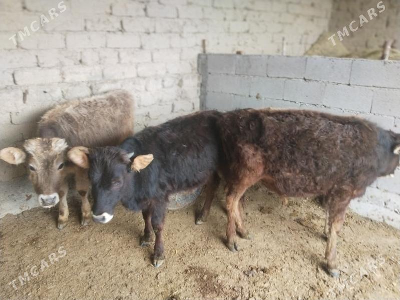 okuz - Bäherden - img 1