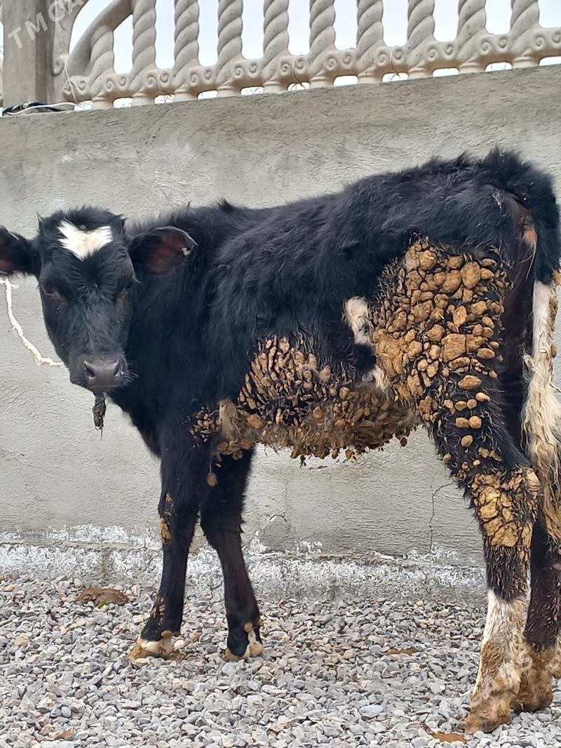 Galisdeyin tuwe - Büzmeýin - img 1