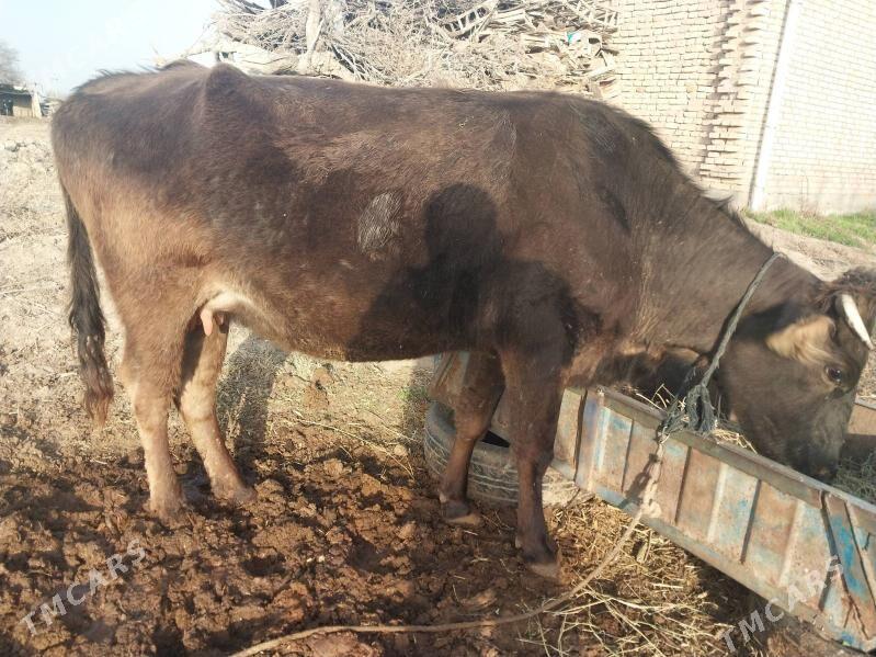 Agyr bogaz - Wekilbazar - img 1