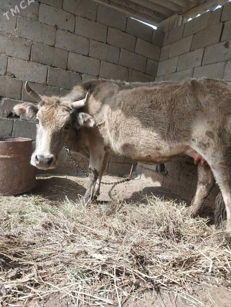 goleli sygyr - Бахарден - img 1