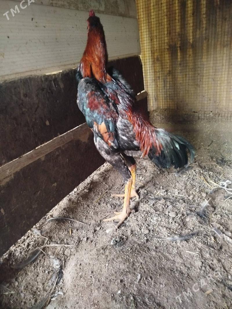 baysov horaz - Türkmenabat - img 1