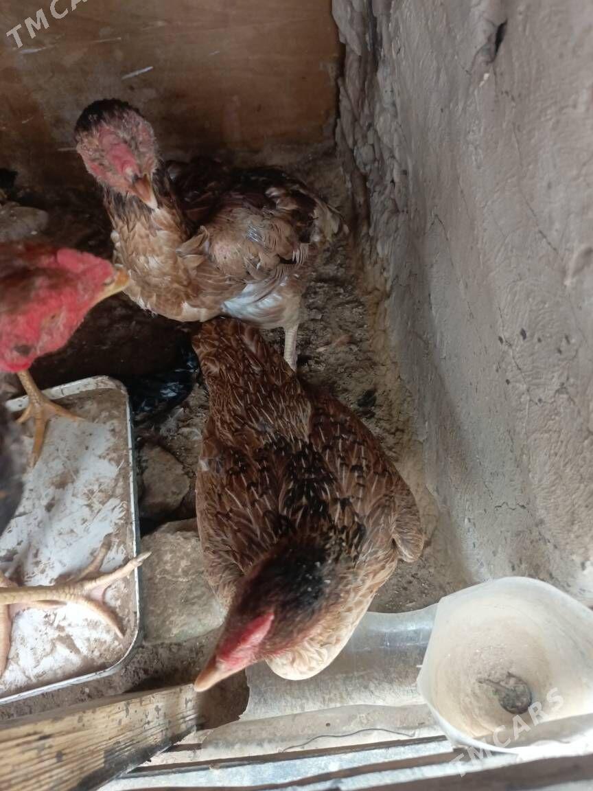 taskenttaskent - Ашхабад - img 1