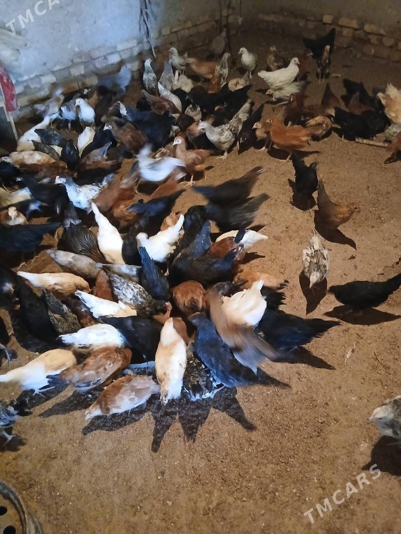 JUYJE - Сакар - img 1