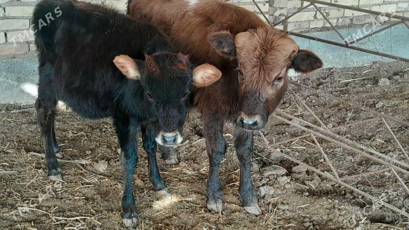 okuzce - Сакар - img 1