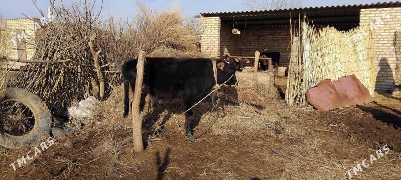 öküz - Babadaýhan - img 1