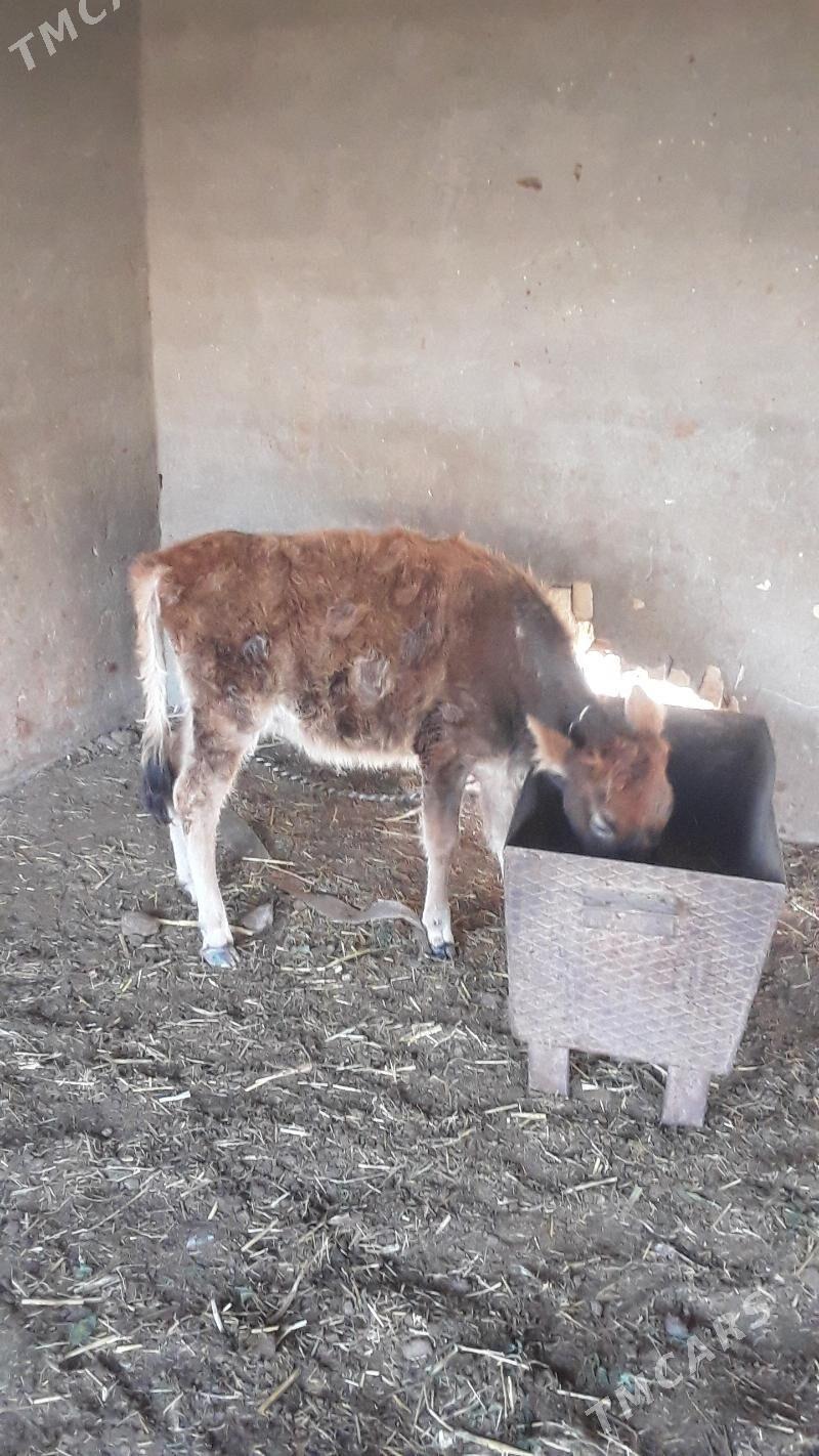 Goleli sygyr - Mary - img 1