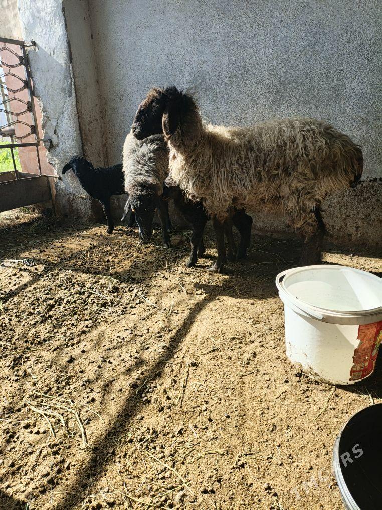 guzuly goýun - Bagyr - img 1