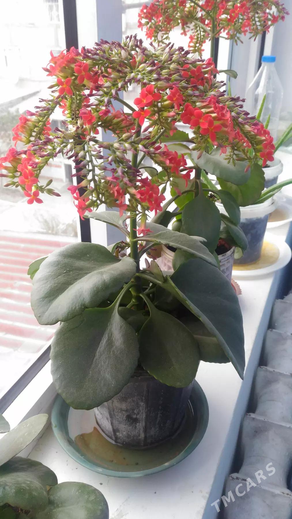 цветы - Mary - img 1