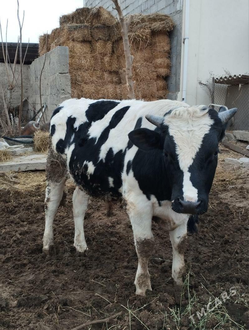 Ökuz - Gökje - img 1