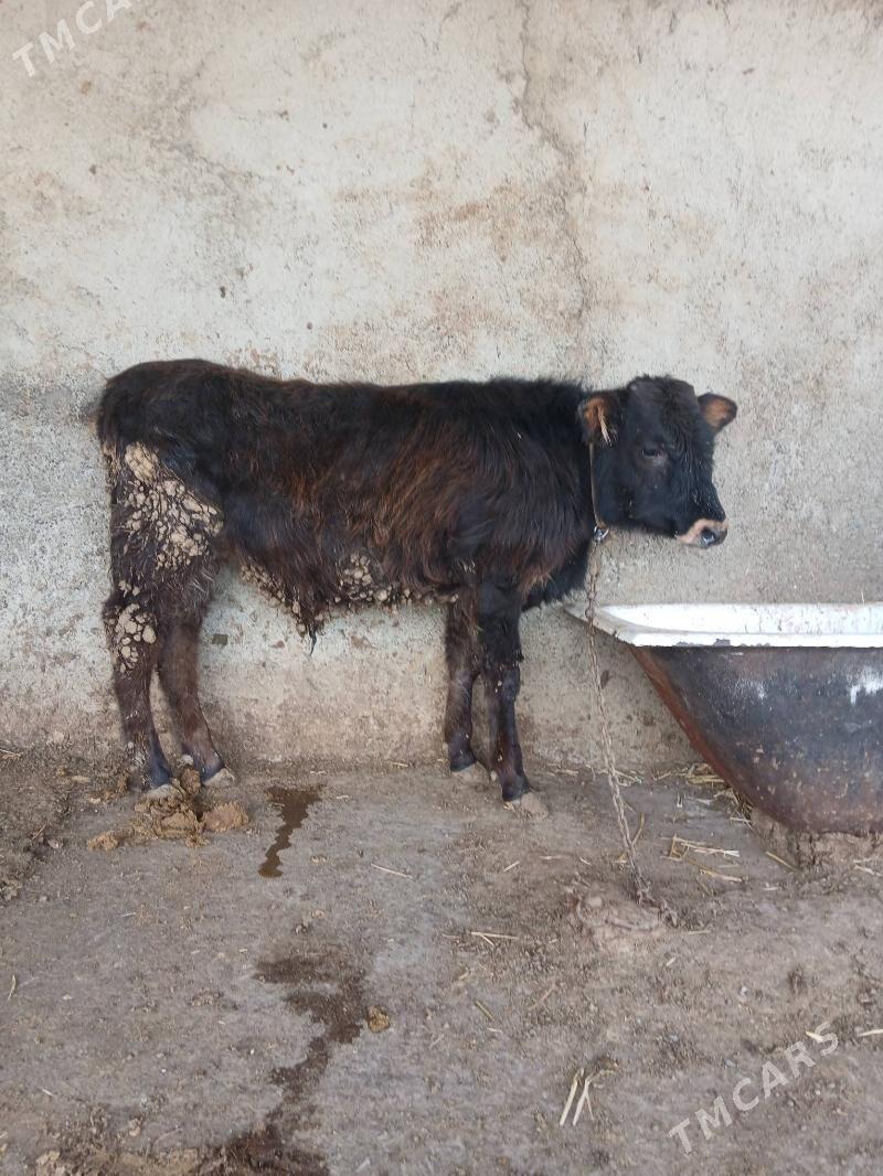 Okuz - Gökdepe - img 1