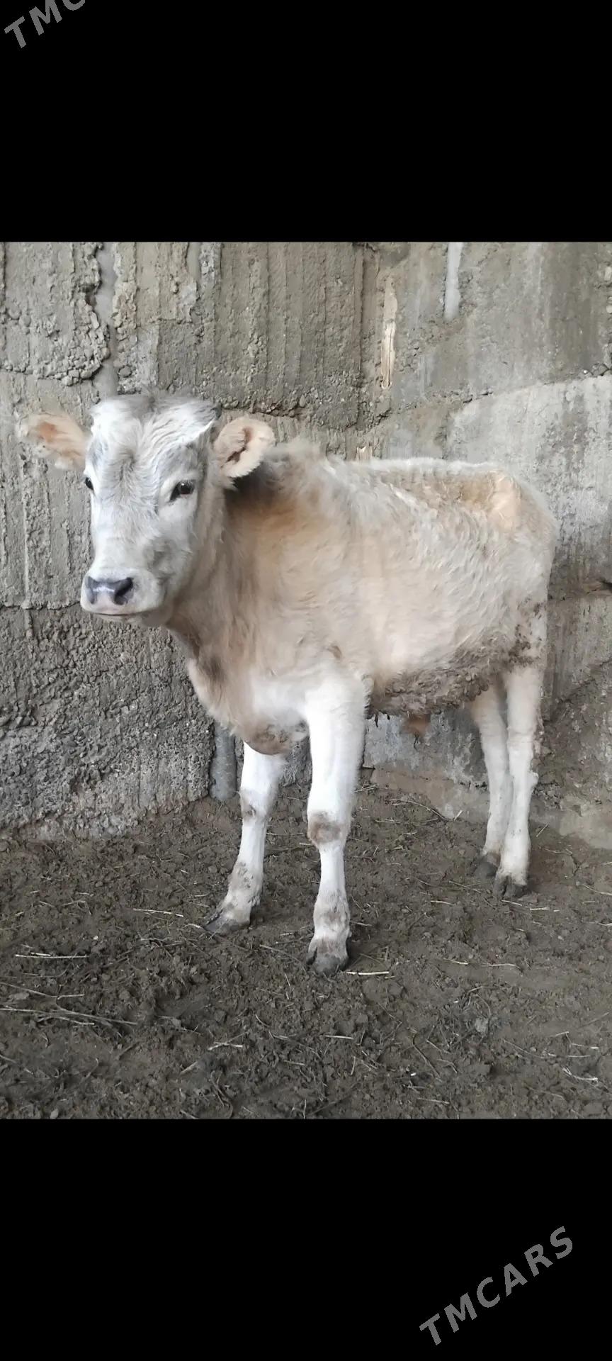 ŠWES OKUZ - Бузмеин - img 1