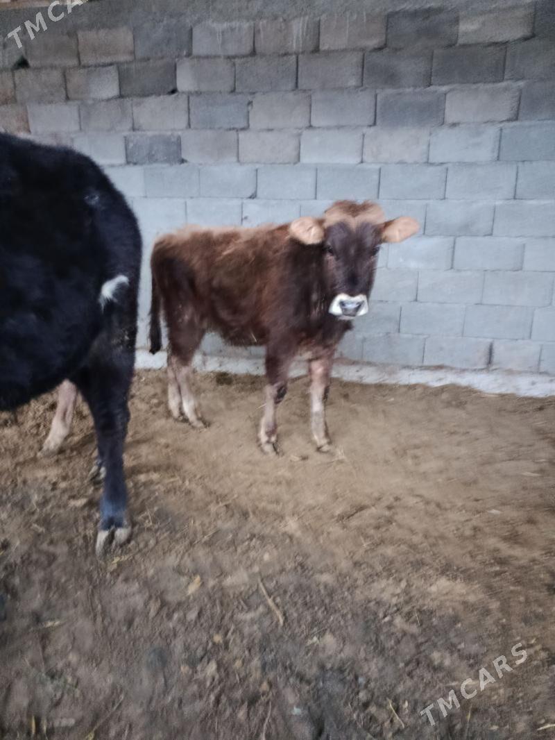 okuz - Бузмеин - img 1