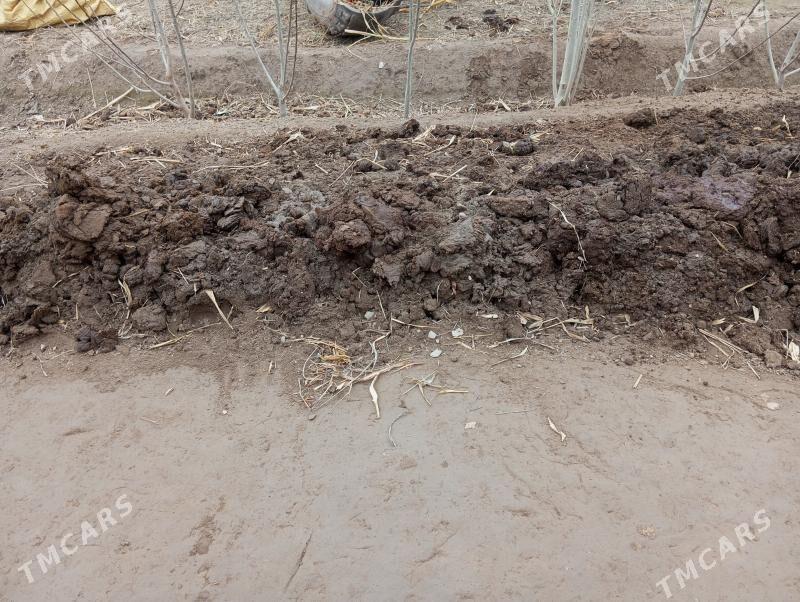 Malyň dersi - Шабатский этрап - img 1