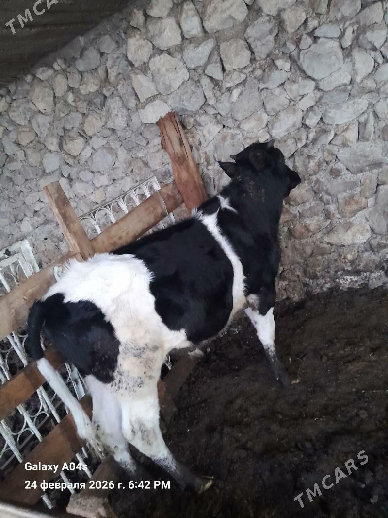 Okuz Ala - Aşgabat - img 1