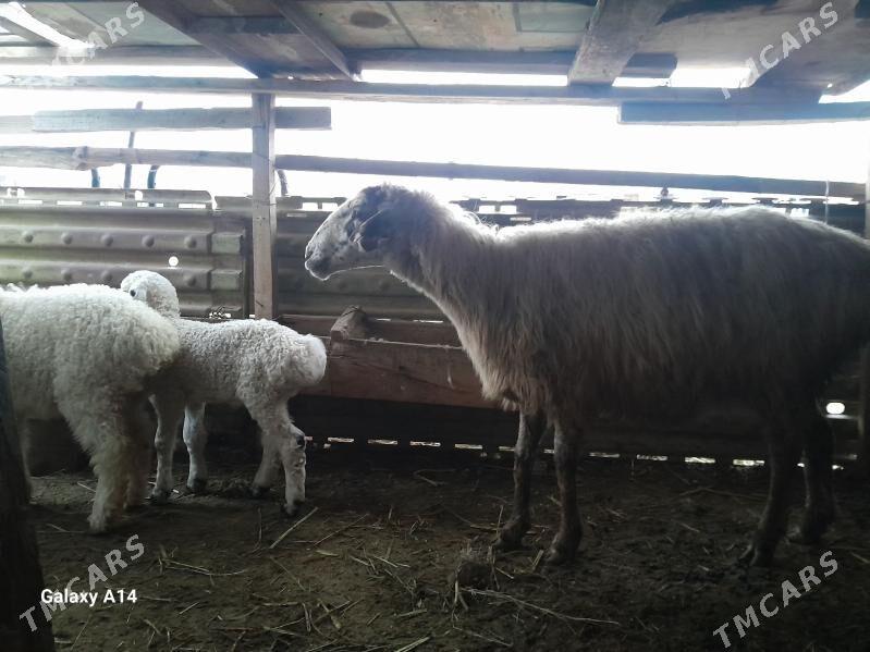 guzuly goyun - Gyzylarbat - img 1