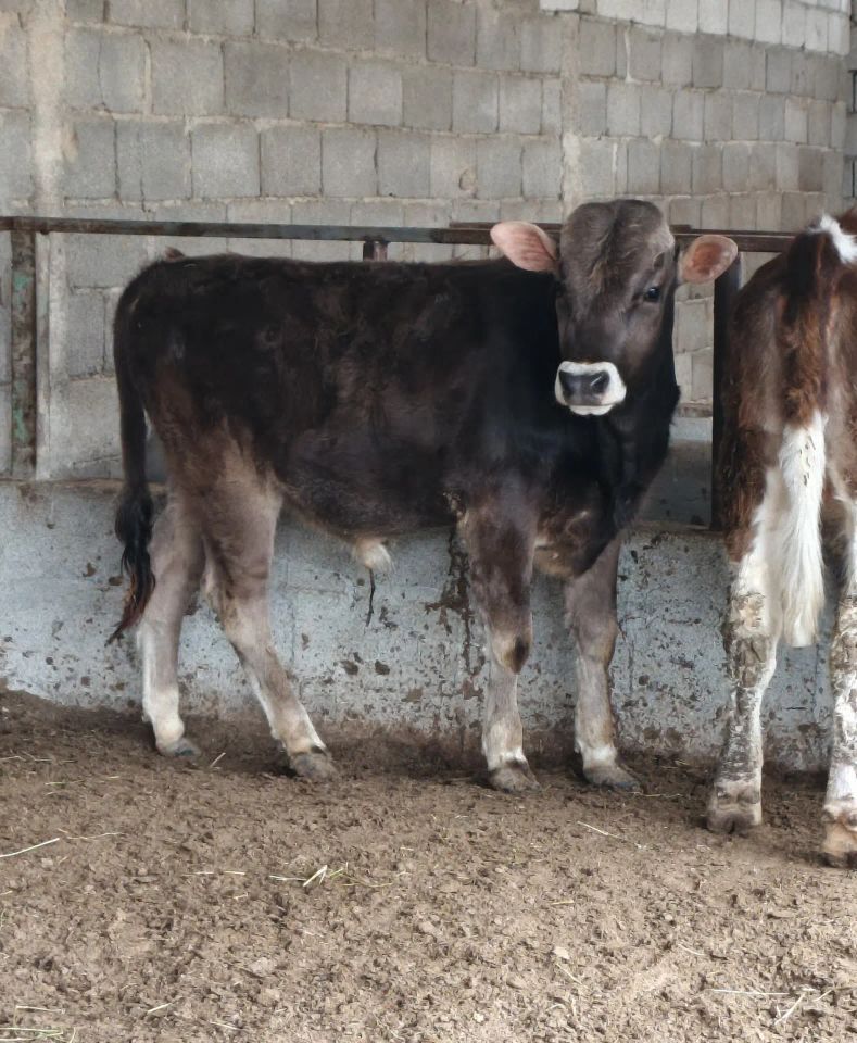 Õküz tüwe - Büzmeýin - img 1