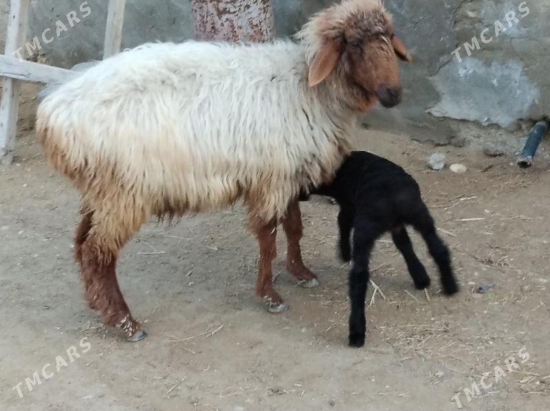 Goyun guzuly goyun - Гумдаг - img 1