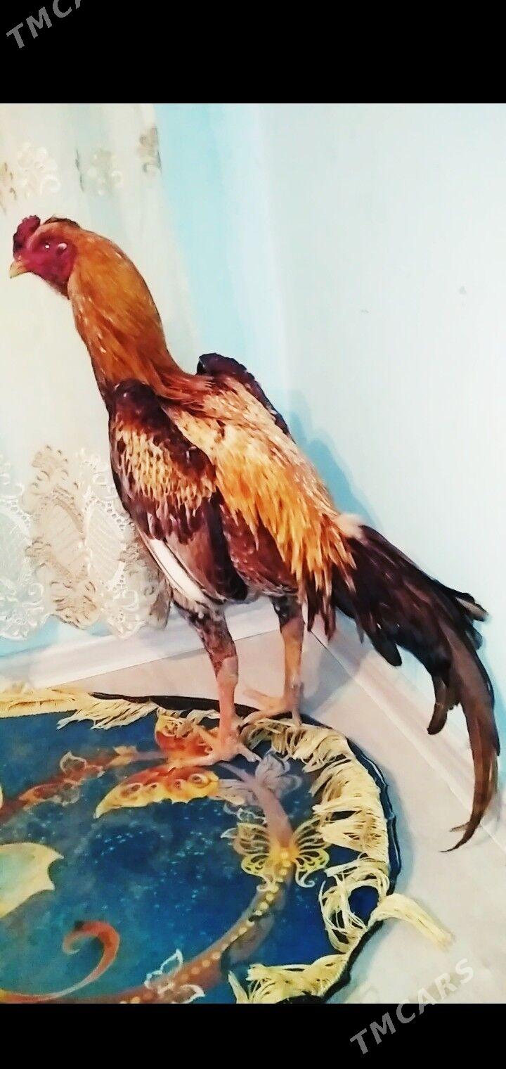 Baysow horaz - Койтендаг - img 1