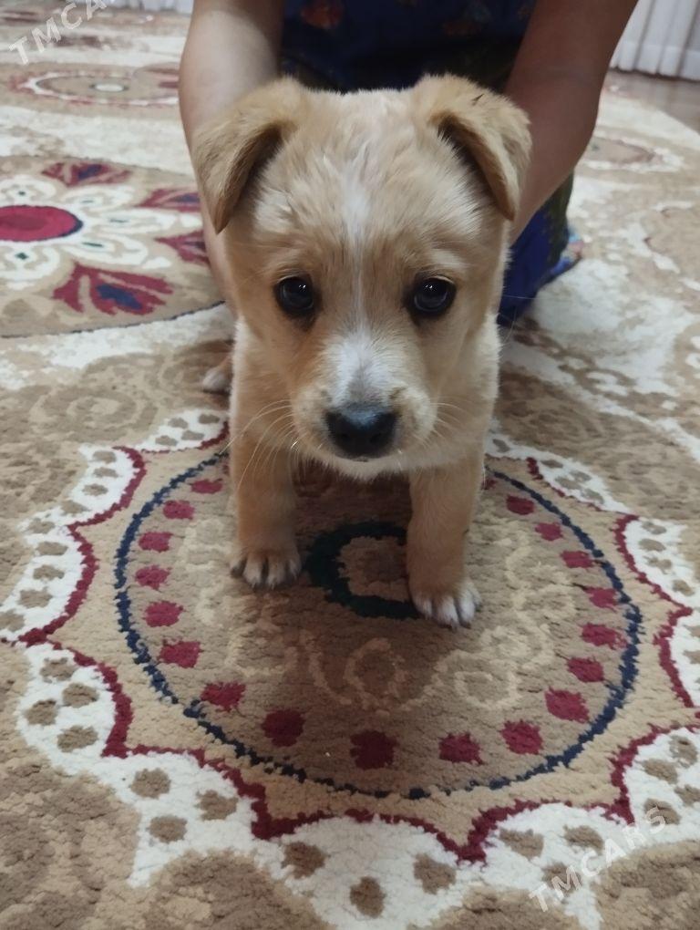 срочно отдам в добрые руки - Aşgabat - img 1