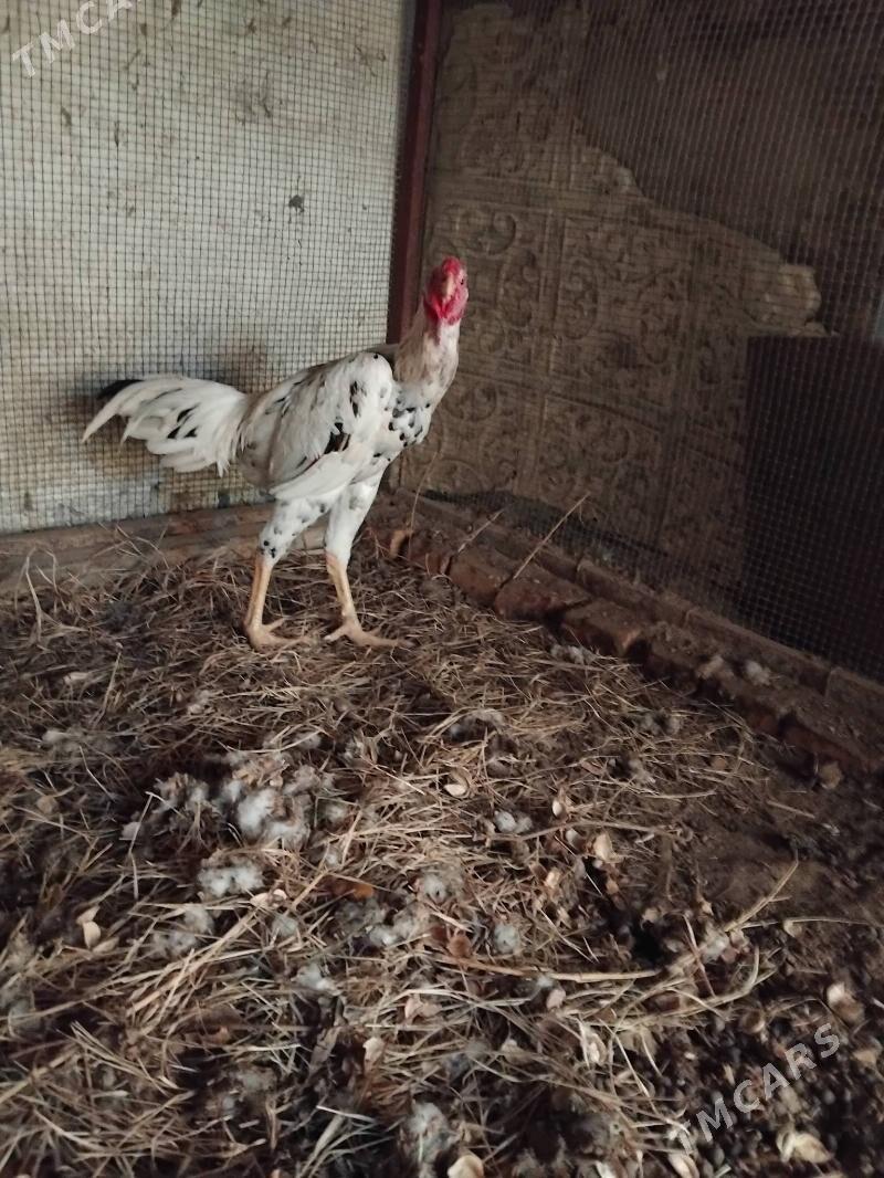 Baÿsy horaz - Çärjew - img 1