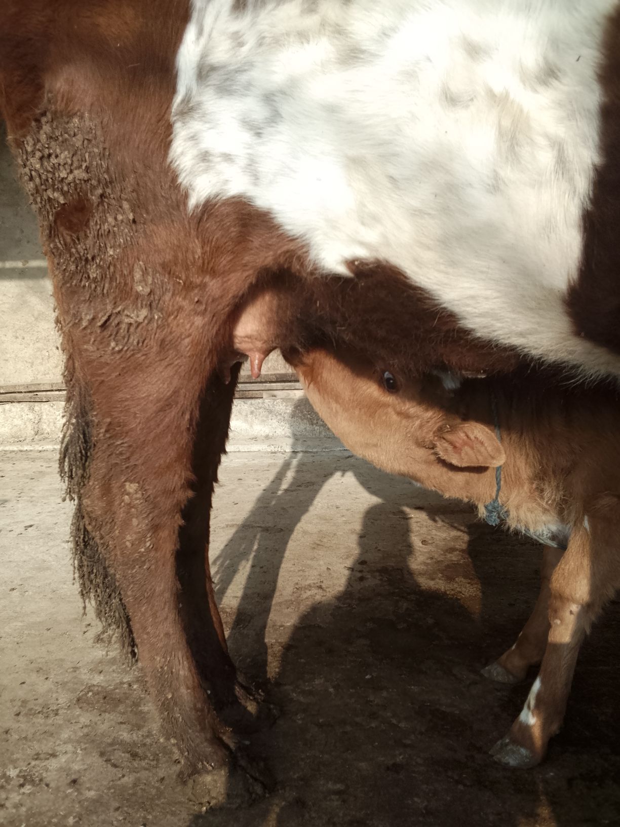 goleli sygyr okuz - Babadaýhan - img 1