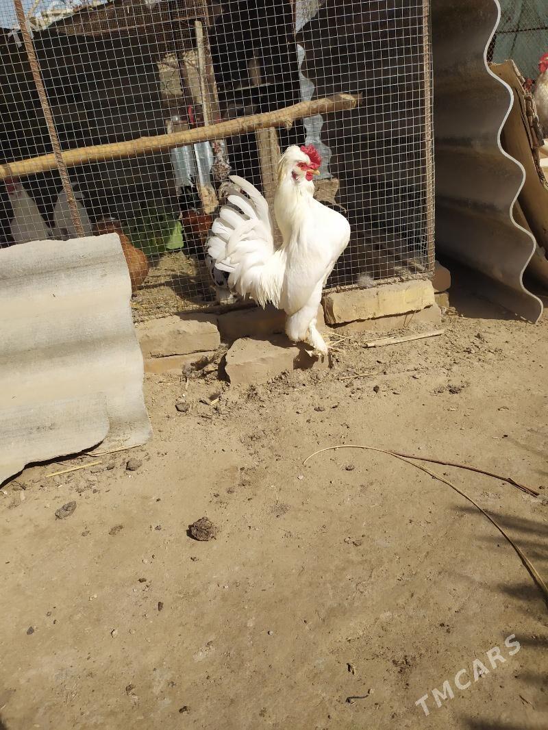 karlik troykalar - Çärjew - img 1