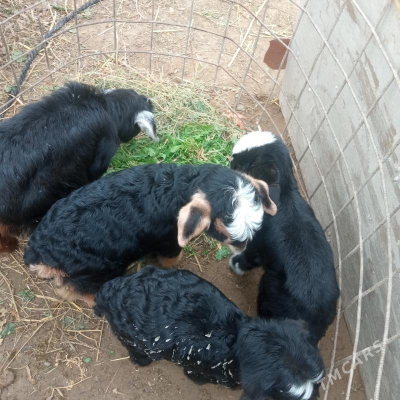 ovlok - Гёкдепе - img 1