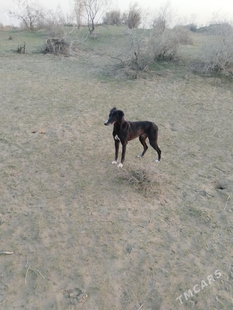 gara - Халач - img 1