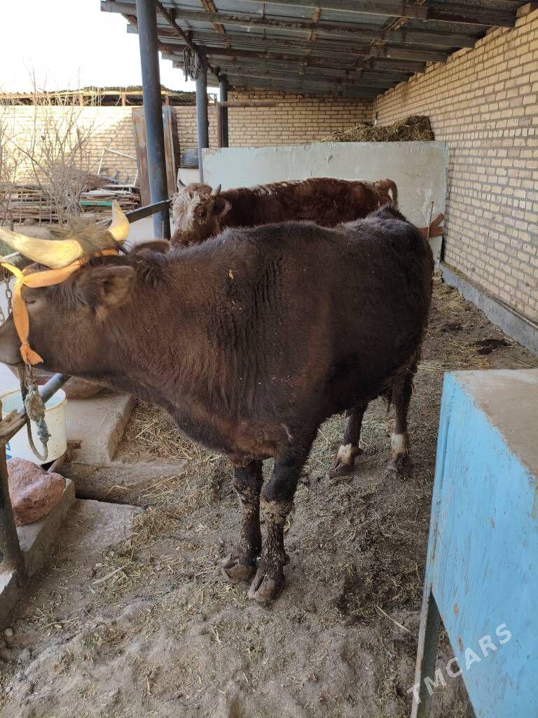 öküzler - Туркменабат - img 1