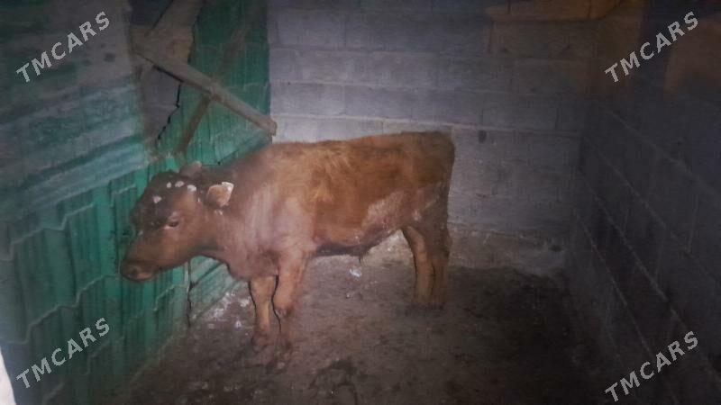 okuz gole - Ялкым - img 1