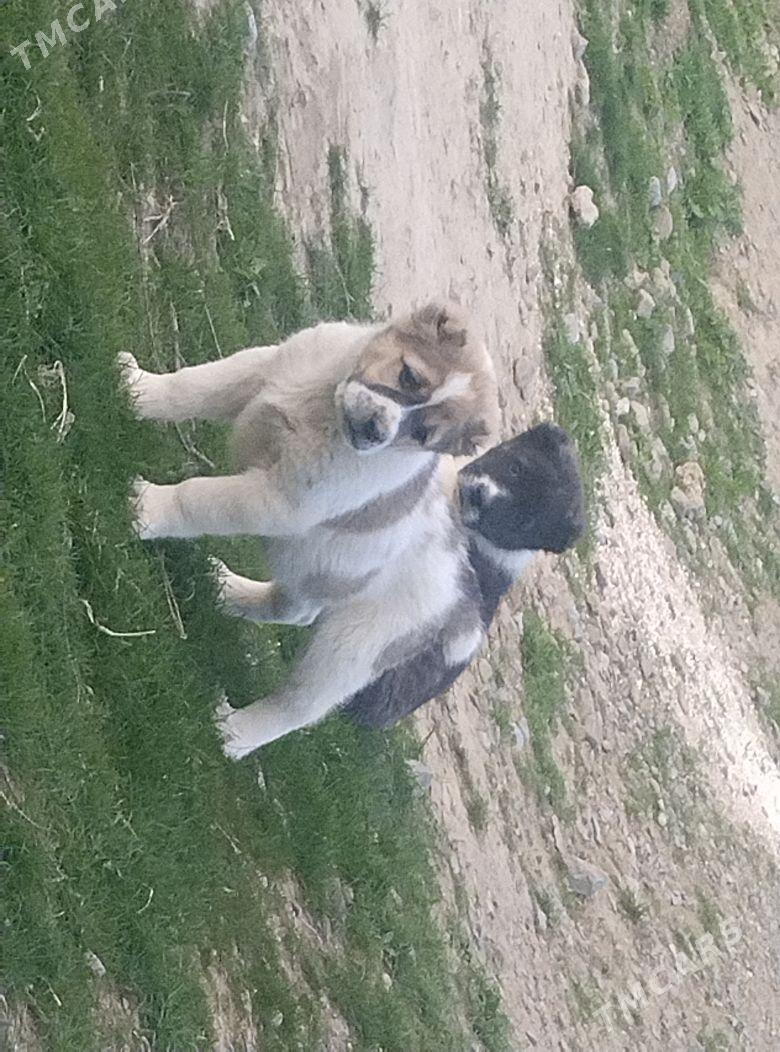 Turkmen alabayy - Gyzylarbat - img 1