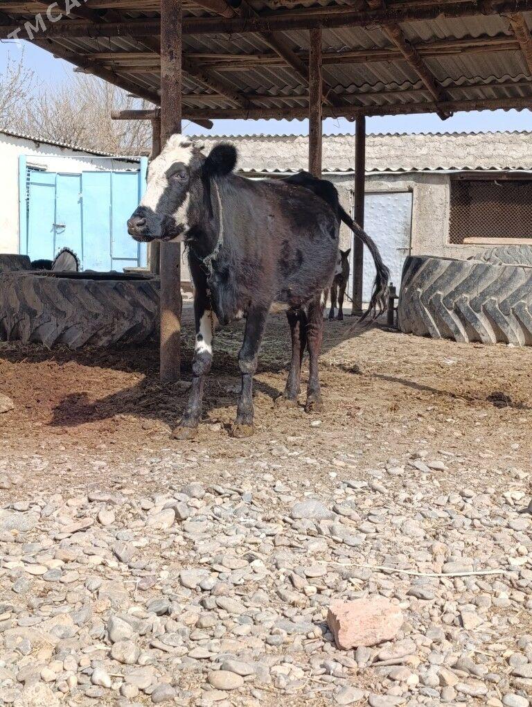 Sygyr Galesdin - Серахс - img 1