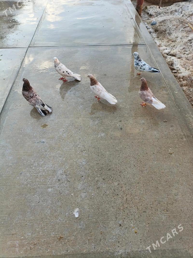 Kepderi - Гызыларбат - img 1