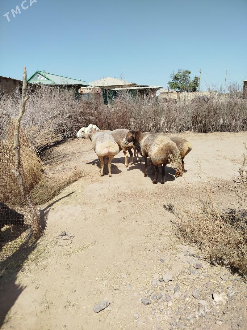 owany goclar - Серахс - img 1