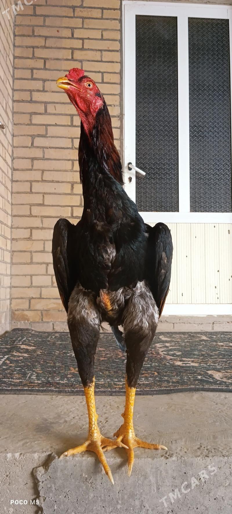 BAYSOW HORAZ - Türkmenabat - img 1