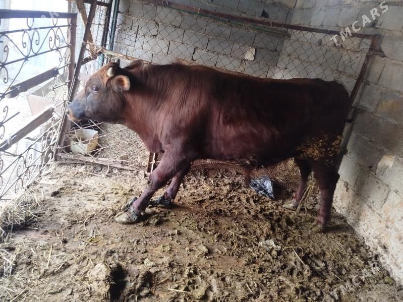 Öküz - Ýaşlyk - img 1