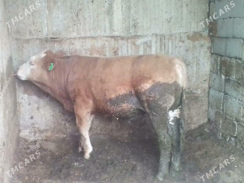 simntal öküz - Бузмеин - img 1