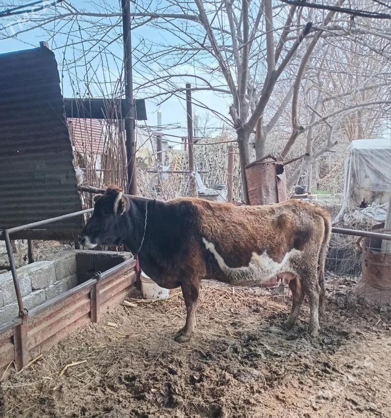 boğaz sygyr - Яшлык - img 1