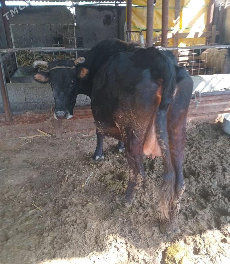 goleli sygyr - Яшлык - img 1