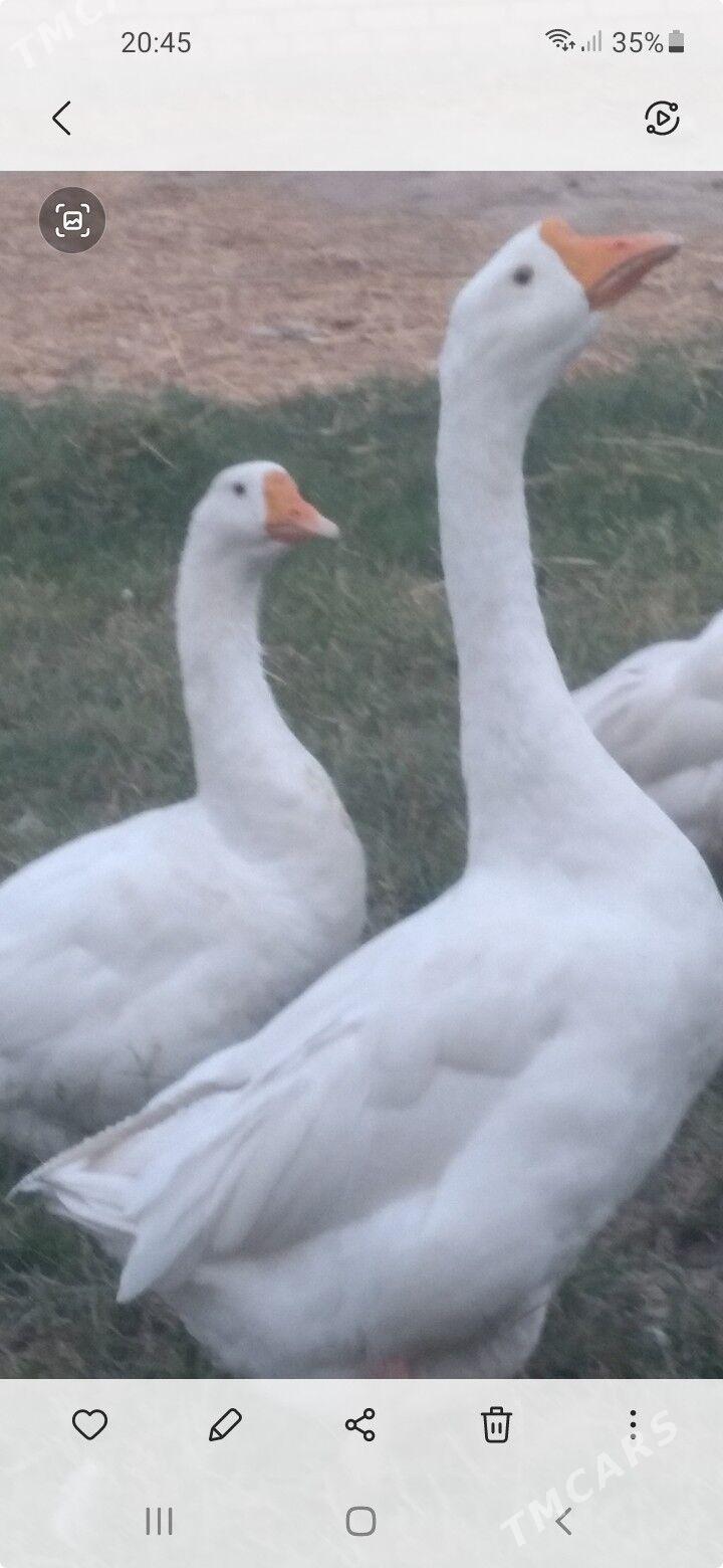 Gaz - Çärjew - img 1