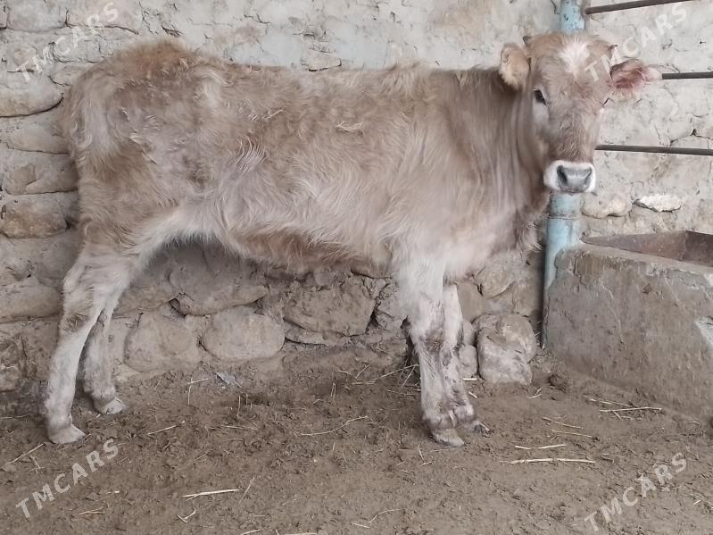 gaçar - Джебел - img 1